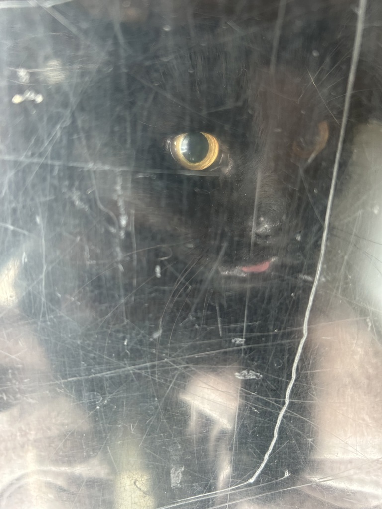 Shelter Stray Female Cat last seen Near W Nautilus Drive, Kearns Township, UT, 84118, 511 W 3900 S, Salt Lake City, UT 84123, USA