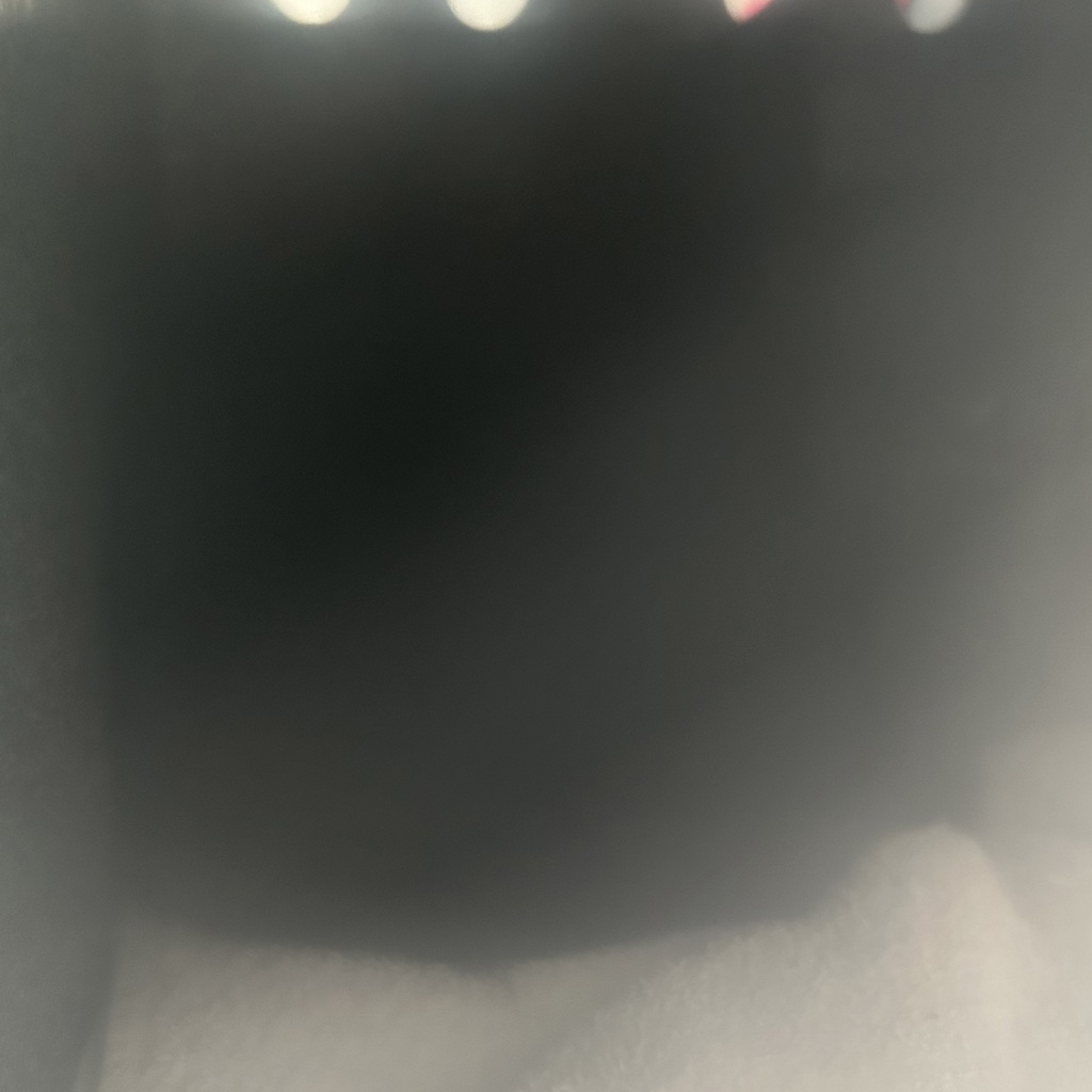 Shelter Stray Female Cat last seen Near W Nautilus Drive, Kearns Township, UT, 84118, 511 W 3900 S, Salt Lake City, UT 84123, USA