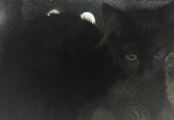 Shelter Stray Female Cat last seen Near W Nautilus Drive, Kearns Township, UT, 84118, 511 W 3900 S, Salt Lake City, UT 84123, USA