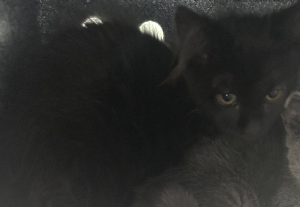 Shelter Stray Female Cat last seen Near W Nautilus Drive, Kearns Township, UT, 84118, 511 W 3900 S, Salt Lake City, UT 84123, USA