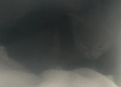 Shelter Stray Female Cat last seen Near W Nautilus Drive, Kearns Township, UT, 84118, 511 W 3900 S, Salt Lake City, UT 84123, USA