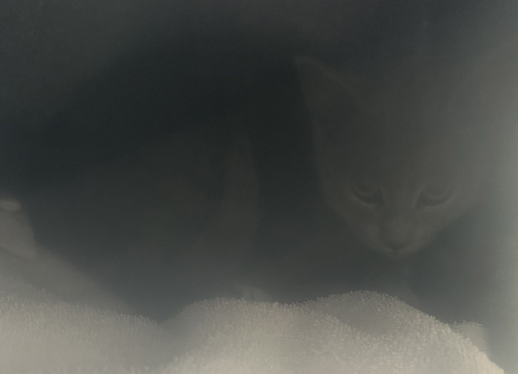 Shelter Stray Female Cat last seen Near W Nautilus Drive, Kearns Township, UT, 84118, 511 W 3900 S, Salt Lake City, UT 84123, USA