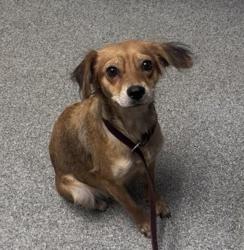 Shelter Stray Female Dog last seen W Felicita Avenue, Escondido, CA, 92025, Escondido, CA 92027, USA