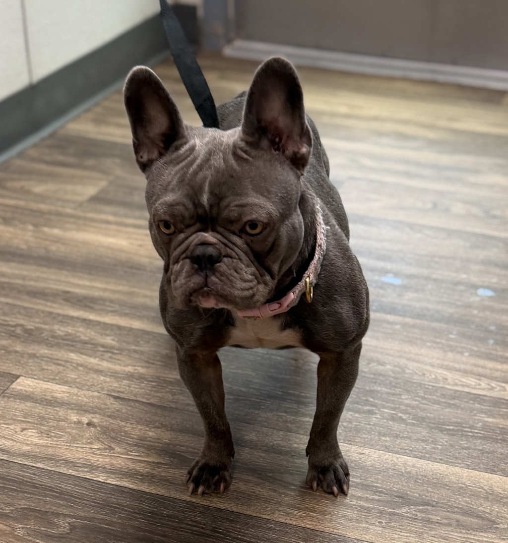 Shelter Stray Female Dog last seen 3rd, Imperial Beach, CA, 91932, 5500 Gaines St, San Diego, CA 92110, USA
