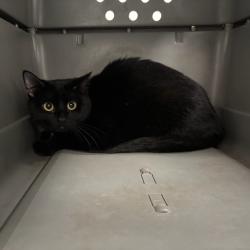 Shelter Stray Female Cat last seen Near E Leland Avenue, DES MOINES, IA, 50315, Des Moines, IA 50313