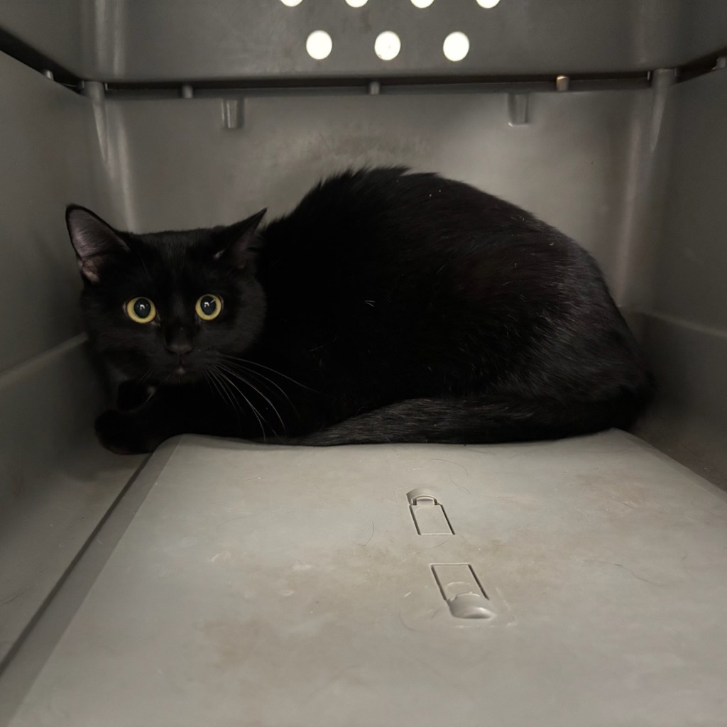 Shelter Stray Female Cat last seen Near E Leland Avenue, DES MOINES, IA, 50315, Des Moines, IA 50313
