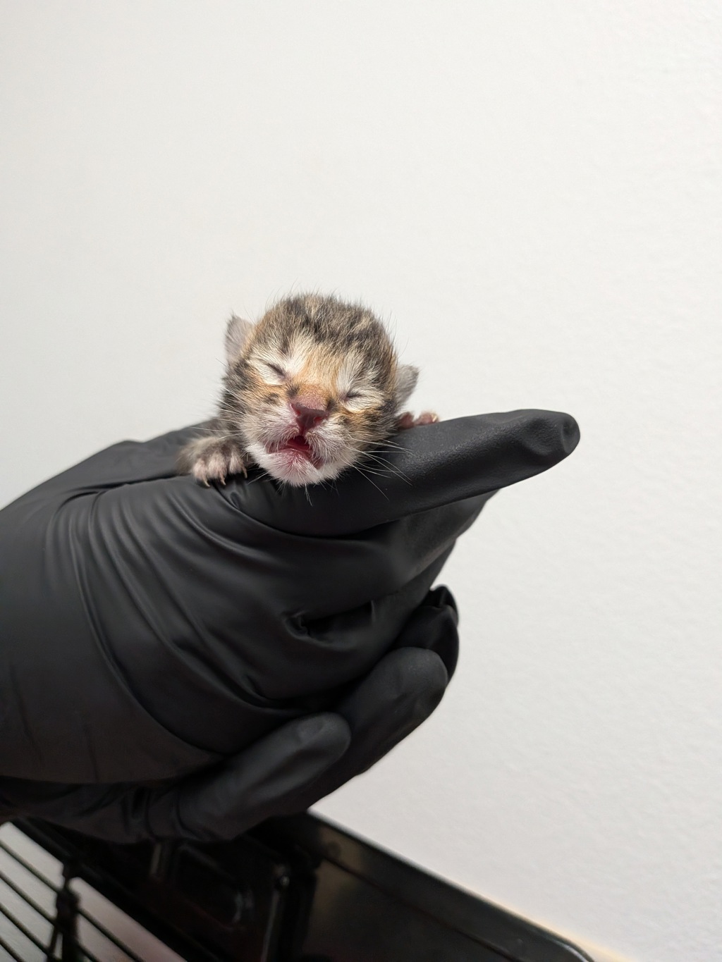 Shelter Stray Female Cat last seen Dalbergia St, San Diego, CA, 92113, 5500 Gaines St, San Diego, CA 92110, USA