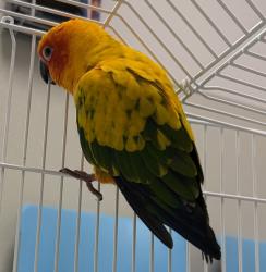 Shelter Stray Unknown Bird last seen 30th street, San Diego, CA, 92116, 5500 Gaines St, San Diego, CA 92110, USA