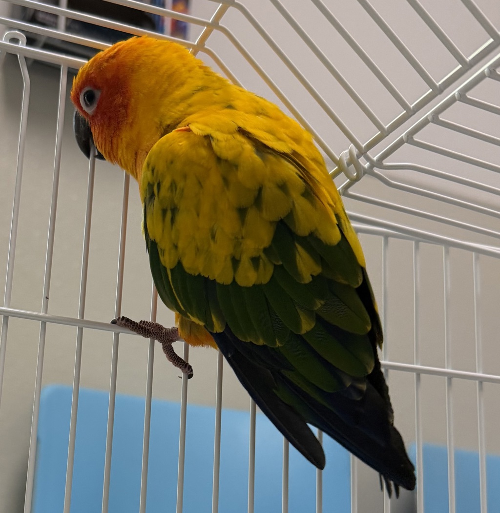 Shelter Stray Unknown Bird last seen 30th street, San Diego, CA, 92116, 5500 Gaines St, San Diego, CA 92110, USA