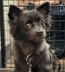 Shelter Stray Female Dog last seen Pencoste Way, San Diego, CA, 92105, 5500 Gaines St, San Diego, CA 92110, USA