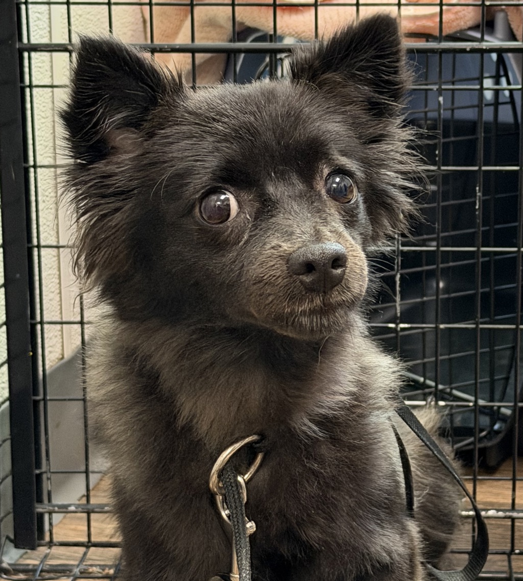 Shelter Stray Female Dog last seen Pencoste Way, San Diego, CA, 92105, 5500 Gaines St, San Diego, CA 92110, USA