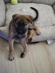 Lost Male Dog last seen Ace hardware, Bessemer, AL 35022