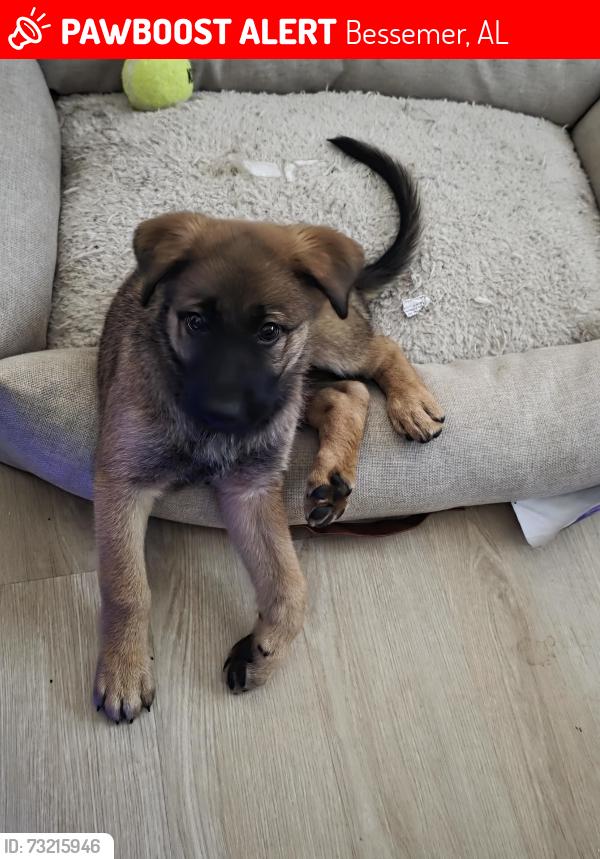 Lost Male Dog last seen Ace hardware, Bessemer, AL 35022