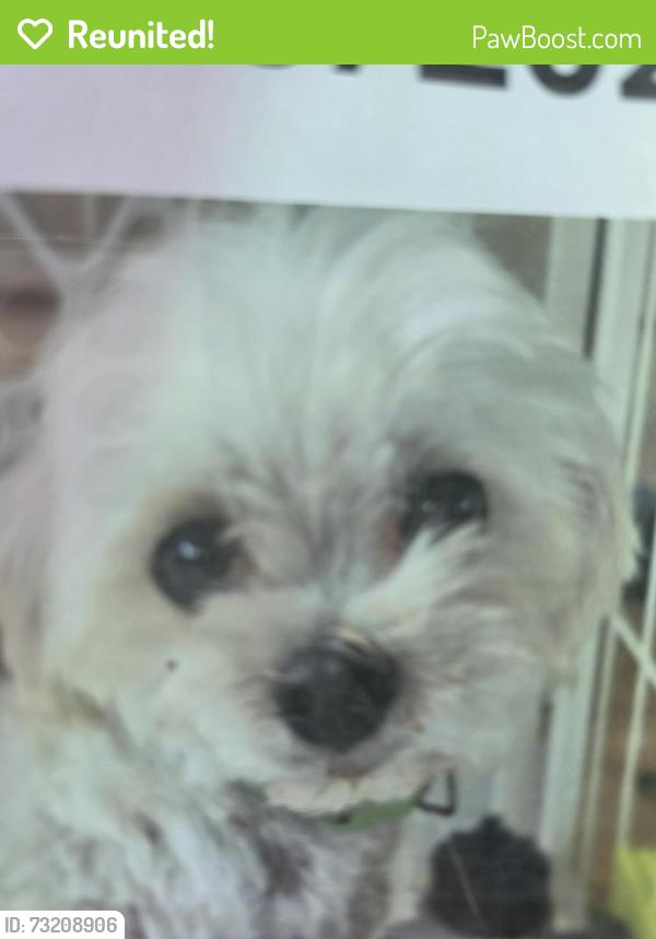 Reunited Female Dog last seen Commons and Grantham, Jacksonville, NC 28546