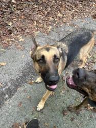 Reunited Female Dog last seen Farr Road, Tyrone, GA 30290