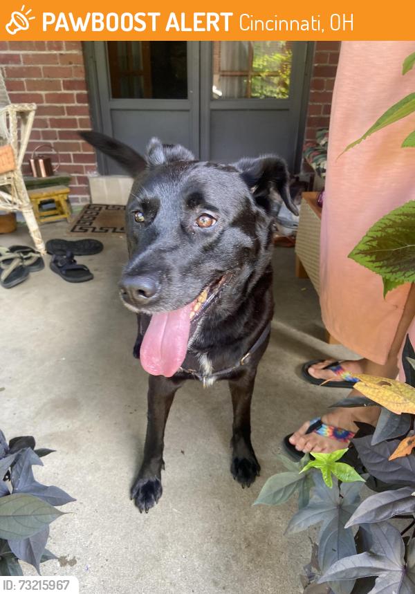 Found/Stray Male Dog last seen West 8th St, Cincinnati, OH 45205
