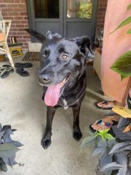 Found/Stray Male Dog last seen West 8th St, Cincinnati, OH 45205