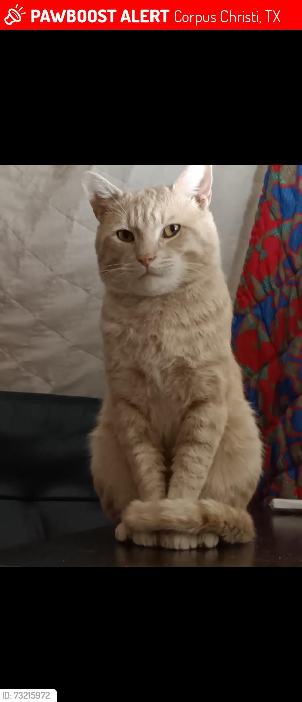 Lost Male Cat last seen Ran from The Ranch motel on Leopard, later was spotted at Bluebonnet dr, Corpus Christi, TX 78408
