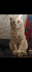 Lost Male Cat last seen Ran from The Ranch motel on Leopard, later was spotted at Bluebonnet dr, Corpus Christi, TX 78408