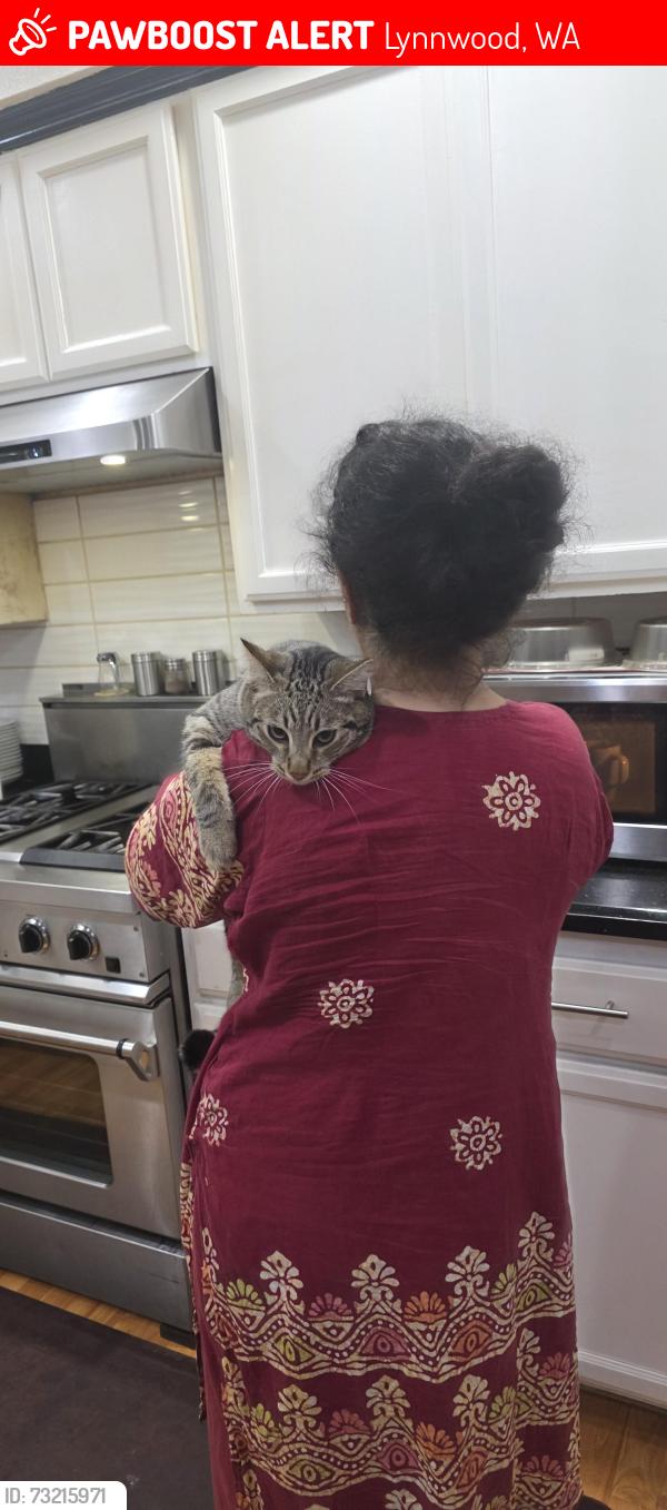 Lost Male Cat last seen Logan Rd & Lawton rd, Lynnwood, WA 98036
