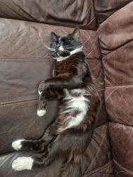 Reunited Male Cat last seen E78jj, Greater London, England E7 8JJ