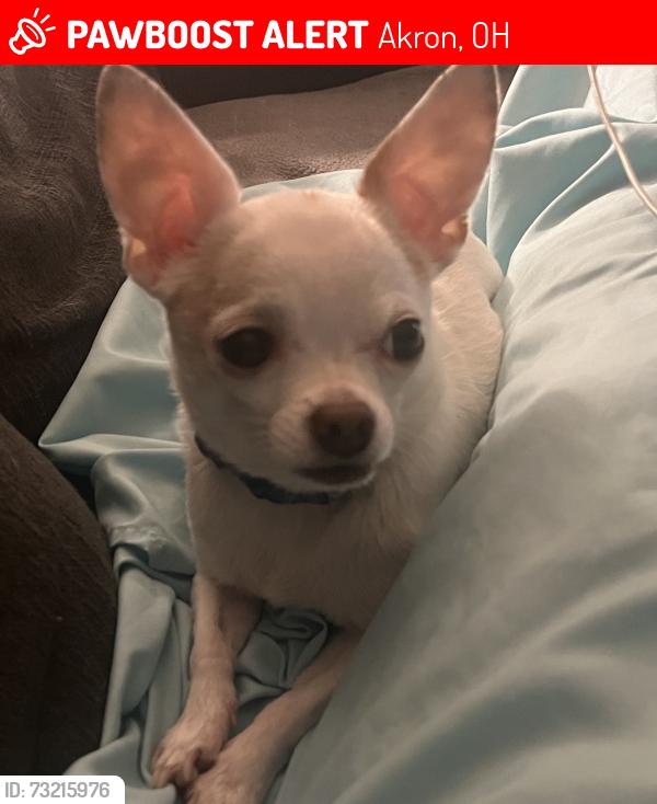 Lost Male Dog last seen Brittain Road Preston Avenue two blocks from the Dry club, Akron, OH 44305