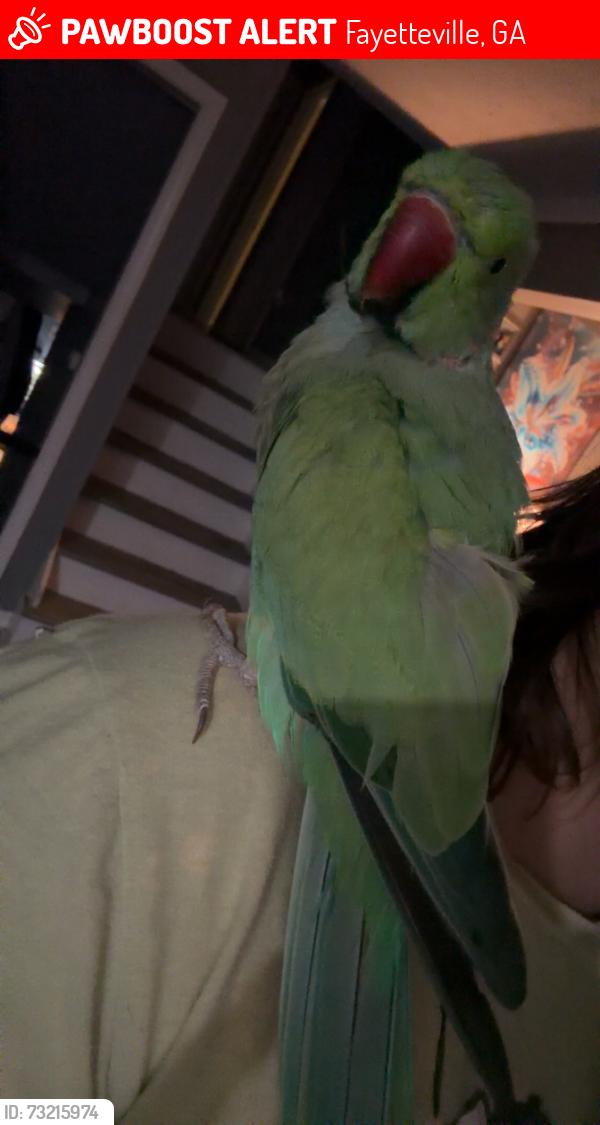 Lost Male Bird last seen Bank’s dollar general, Fayetteville, GA 30214