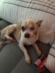Lost Male Dog last seen Deer run trail Somerville tx, Burleson County, TX 77879