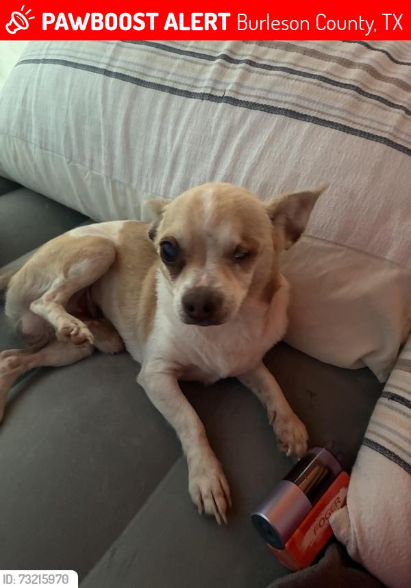 Lost Male Dog last seen Deer run trail Somerville tx, Burleson County, TX 77879