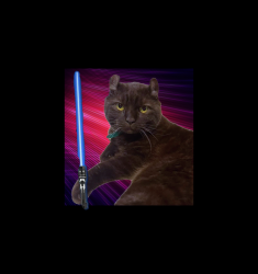 Lost Male Cat last seen Near Jolly’s and Emigration Market, Salt Lake City, UT 84108