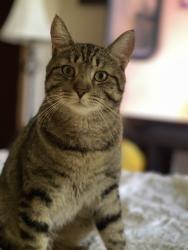 Lost Male Cat last seen Raceway rd and walnut grove rd, Camby, IN 46113