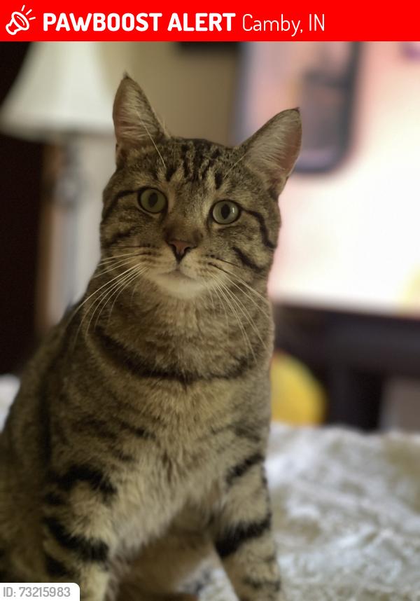 Lost Male Cat last seen Raceway rd and walnut grove rd, Camby, IN 46113