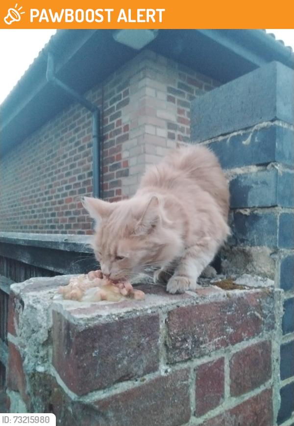 Found/Stray Unknown Cat last seen Job centre, Seven Kings., Seven Kings, England 