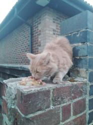 Found/Stray Unknown Cat last seen Job centre, Seven Kings., Seven Kings, England 