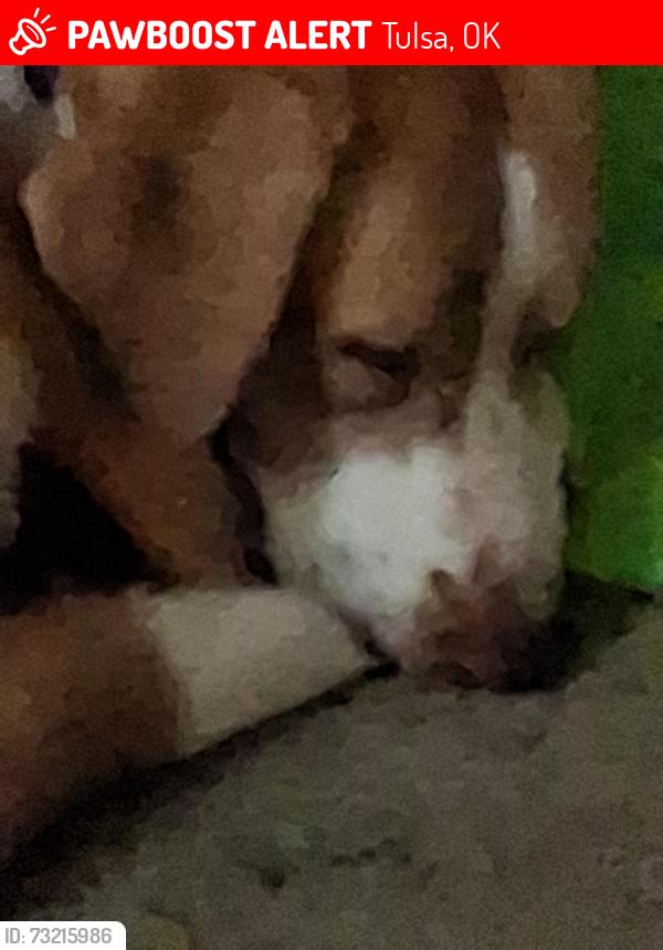 Lost Female Dog last seen Garrison and 40th, Tulsa, OK 74106