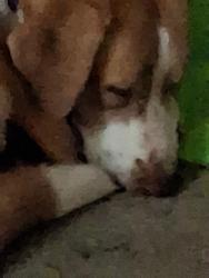 Lost Female Dog last seen Garrison and 40th, Tulsa, OK 74106