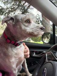 Reunited Female Dog last seen Palmetto drive, Cheat Lake, WV 26508