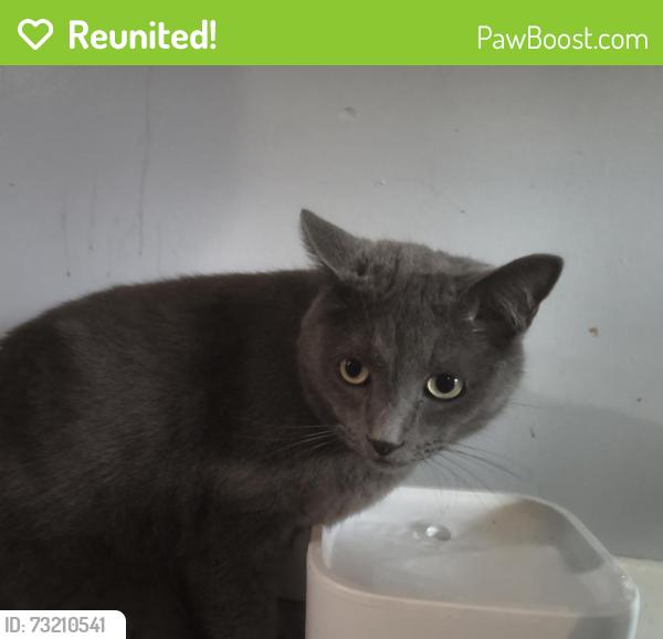Reunited Male Cat last seen Cambridge Dr & Dartmouth, Parma, OH 44129