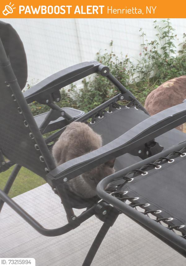 Found/Stray Unknown Cat last seen Chatwood Lane, Henrietta, NY 14467