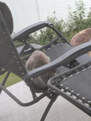 Found/Stray Unknown Cat last seen Chatwood Lane, Henrietta, NY 14467