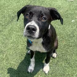 Shelter Stray Male Dog last seen , 2350 Appling City Cove, Memphis, TN 38133, USA