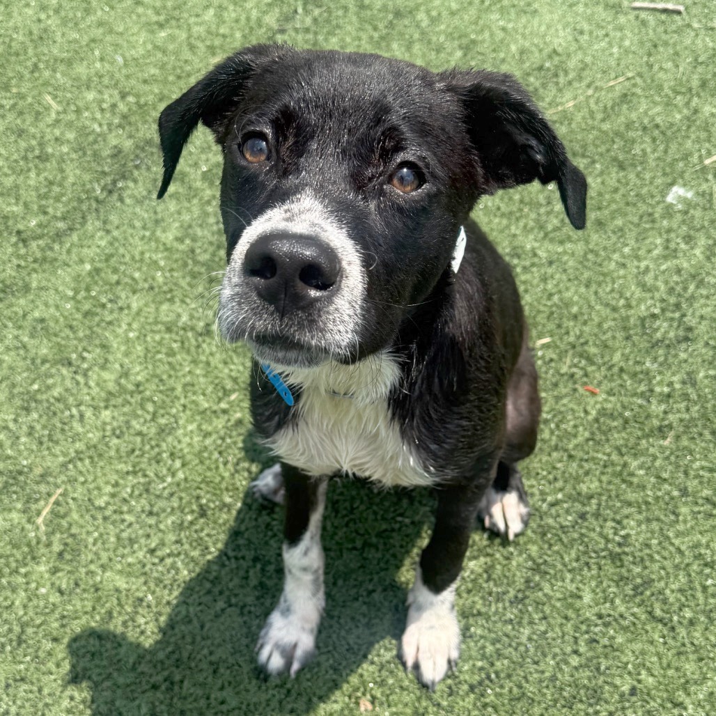Shelter Stray Male Dog last seen , 2350 Appling City Cove, Memphis, TN 38133, USA