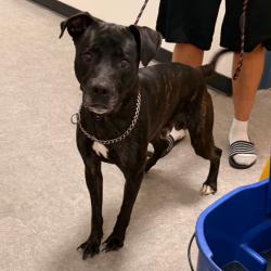 Shelter Stray Male Dog last seen , Animal Care & Control Team of Philly, 111 W Hunting Park Ave, Philadelphia, PA 19140, USA