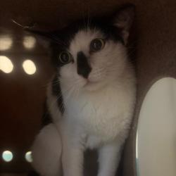 Shelter Stray Unknown Cat last seen , 361 S Raymond Ave, Pasadena, CA 91105, USA