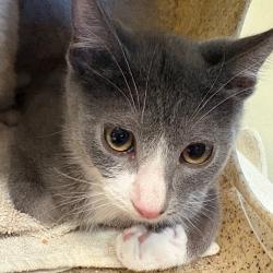 Shelter Stray Male Cat last seen , 361 S Raymond Ave, Pasadena, CA 91105, USA