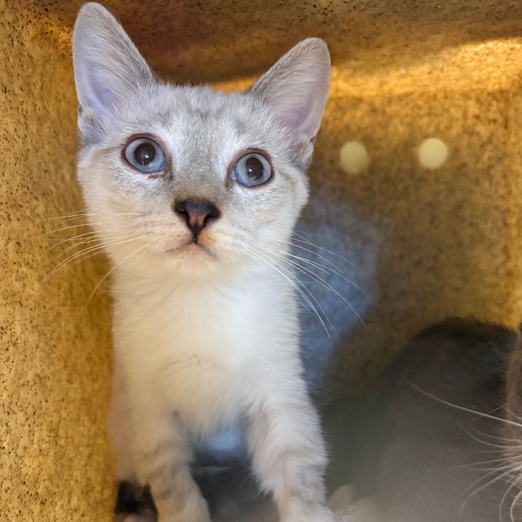 Shelter Stray Male Cat last seen , 361 S Raymond Ave, Pasadena, CA 91105, USA