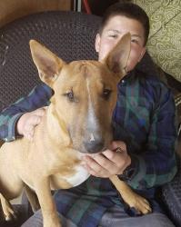 Lost Male Dog last seen Southern and 15th St SE, Rio Rancho, NM 87124