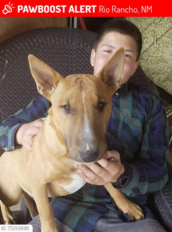 Lost Male Dog last seen Southern and 15th St SE, Rio Rancho, NM 87124