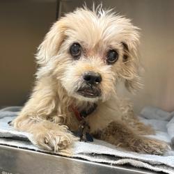Shelter Stray Female Dog last seen , 361 S Raymond Ave, Pasadena, CA 91105, USA