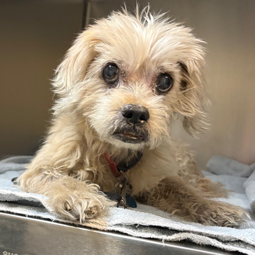 Shelter Stray Female Dog last seen , 361 S Raymond Ave, Pasadena, CA 91105, USA
